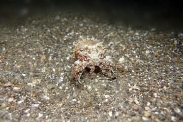 Sepia, vermutlich Sepia papuensis - Papua Tintenfisch