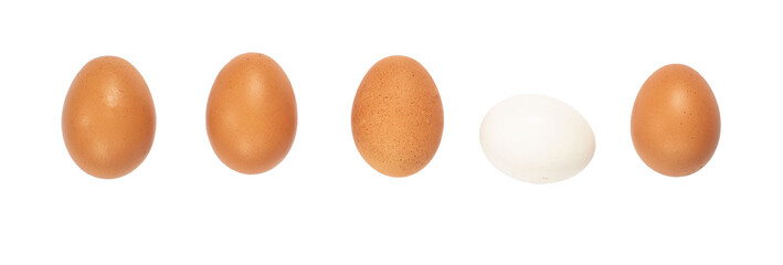 Five white and brown chicken eggs in a row isolated against a white background. Baner.
