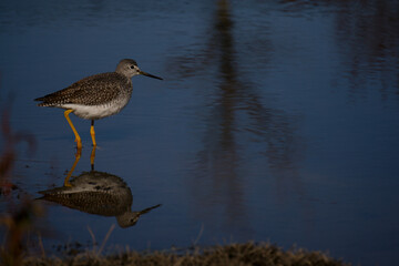 Short-billed Dowitcher bird closeup