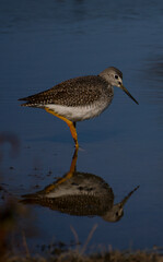 Short-billed Dowitcher bird closeup