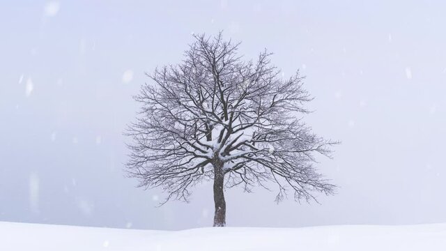 Minimalistic landscape with a lonely naked snowy tree in a winter field. Amazing scene in cloudy and foggy weather. Christmas and winter holidays background. UHD 4k video