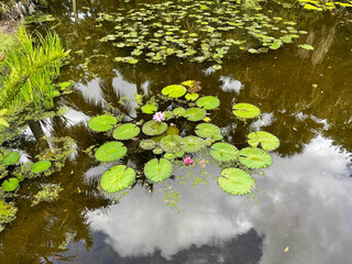 Tropical water pond with water lillies in a botanical garden
