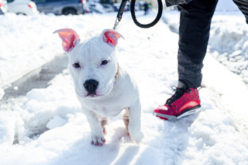 white pitbull dog in snow