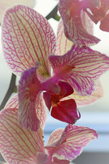A cloese vertical shot of a pink orchid.