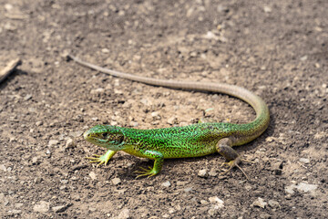 Naklejka na ściany i meble big green lizard on brown gravel ground