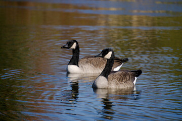 Canadian goose swimming