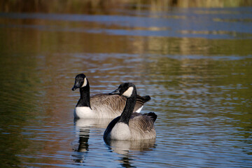 Canadian goose swimming