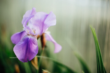 Obraz premium Beautiful flower iris on a blurred background. Purple color irise flower blossoms close up. Copy space