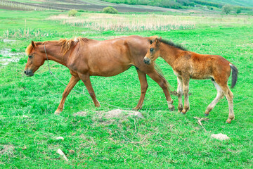 Fototapeta premium Horses mother and child . Mare and foal on the green meadow 