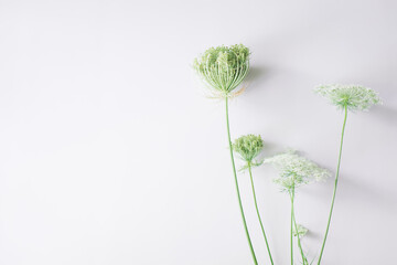 Floral composition. Flowers Ammi on white background. Spring, summer concept. Flat lay, top view, copy space