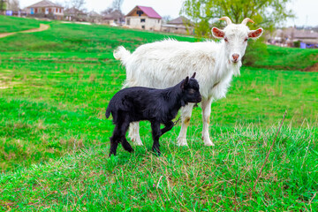 Obraz premium Lamb and mother goat . Black and white animals . Domestic animals at the meadow 