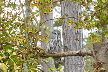 Owl sitting on branch of a tree at daylight
