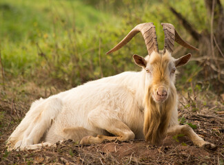 goat lying on the meadow at sunset