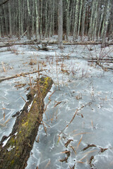 Trees Frozen on The Edge of a Winter Pond. The forest and the pond overlap on this cold snowy winter day.