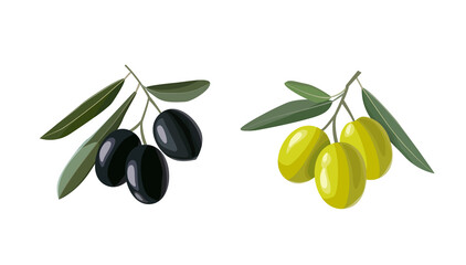 Olive hand drawn branch with green and black olives isolated on white background. Vector illustration