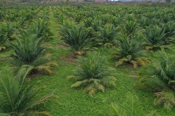 Flying over a palm oil plantation with loads of still small palm trees