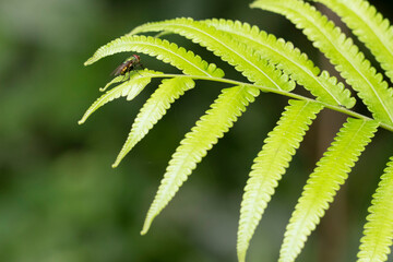 close up of leaf with fly