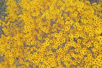Close up of the yellow flower from a guayacan tree, Guaiacum sanctum