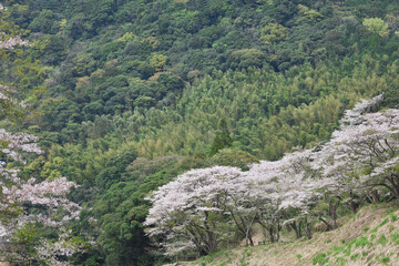 Fototapeta na wymiar 入来清浦ダム周辺の山あいに咲く桜 
