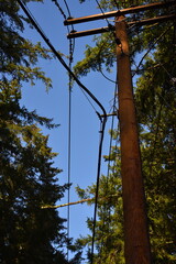 Dangerous Branch on Electrical Wires