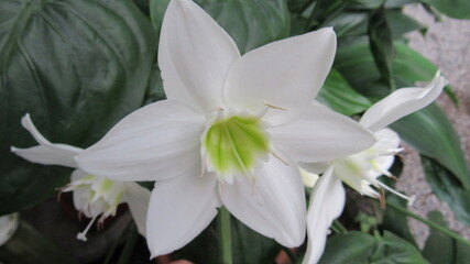 Fototapeta premium lily of the valley