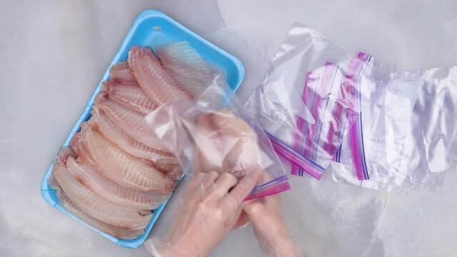 Woman hands put fresh Tilapia fish fillet in zip lock bags for freezing, close up view from above