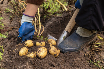 Harvesting potato in the garden. Farmer with freshly harvested potatoes vegetables, organic farming...