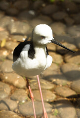 The pied stilt, Himantopus leucocephalus, also known as the white-headed stilt, is a shorebird in the family Recurvirostridae