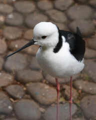 The pied stilt, Himantopus leucocephalus, also known as the white-headed stilt, is a shorebird in the family Recurvirostridae