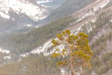 Pine tree on Cheget mountain. A lone pine tree against the background of the Elbrus valley.