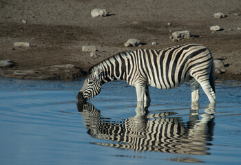 Fototapeta na wymiar Zebra drinking water from watering hole stripes reflected in pond spotted while on jeep safari on family adventure holiday in Namibia Africa in Etosha National Game and Wildlife conservation area