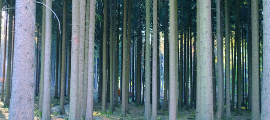 Obraz premium mixed forest in Taunus mountains, Germany, stream of sunlight illuminates trees, concept of nature protection, ecological balance, tourism, travel, wallpaper background