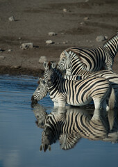 Fototapeta na wymiar Zebras at watering hole reflection on water stripes reflected on water spotted while on jeep safari on family adventure holiday in Namibia Africa in Etosha National Game and Wildlife conservation 