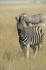 Naklejka premium Zebra portrait shot on a jeep safari in Etosha national Wildlife and Game Preserve in Namibia Africa while on African holiday vertical format with room for masthead on top