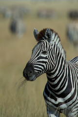 Naklejka premium Zebra portrait shot on a jeep safari in Etosha national Wildlife and Game Preserve in Namibia Africa while on African holiday