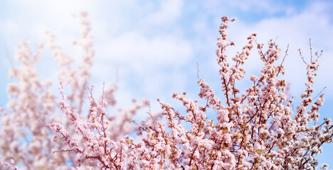 Blossoming cherries on blue sky background in spring time. Spring photophone with pink flowers on branches.