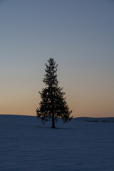 日没の雪原と松の木　美瑛町
