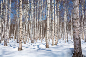 冬の晴れた日のシラカバ林
