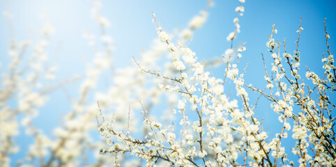 Branches of cherry with white flowers on sunny day on blue sky background in spring time.