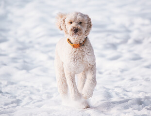 Golden Doodle Minnesota 