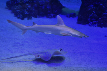 Tiburón bebe nadando junto a mantarraya bebe 