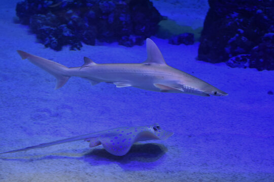 Tibur&oacute;n bebe nadando junto a mantarraya bebe 