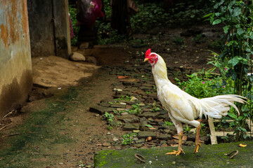 This is a beautiful white chicken in the garden
