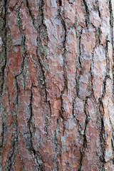 Pattern or texture of natural tree bark. Textured dry surface close-up. Relief texture of tree bark.