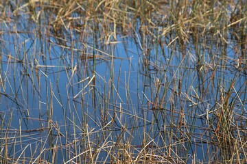 Wild straws in a swamp, Everglades National Park, Florida, USA