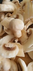 
mushroom