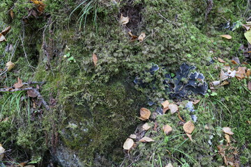 The texture of the rock. Mountain cliff of rock surface. Natural cave wall.