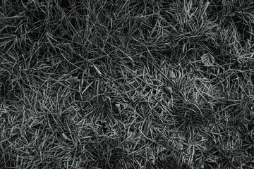 grass frozen in winter