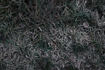 grass in the snow
