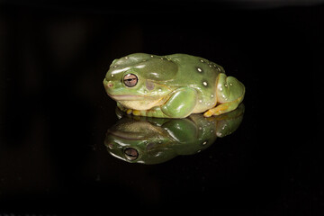 Green tree frog isolated on black background with full reflection 